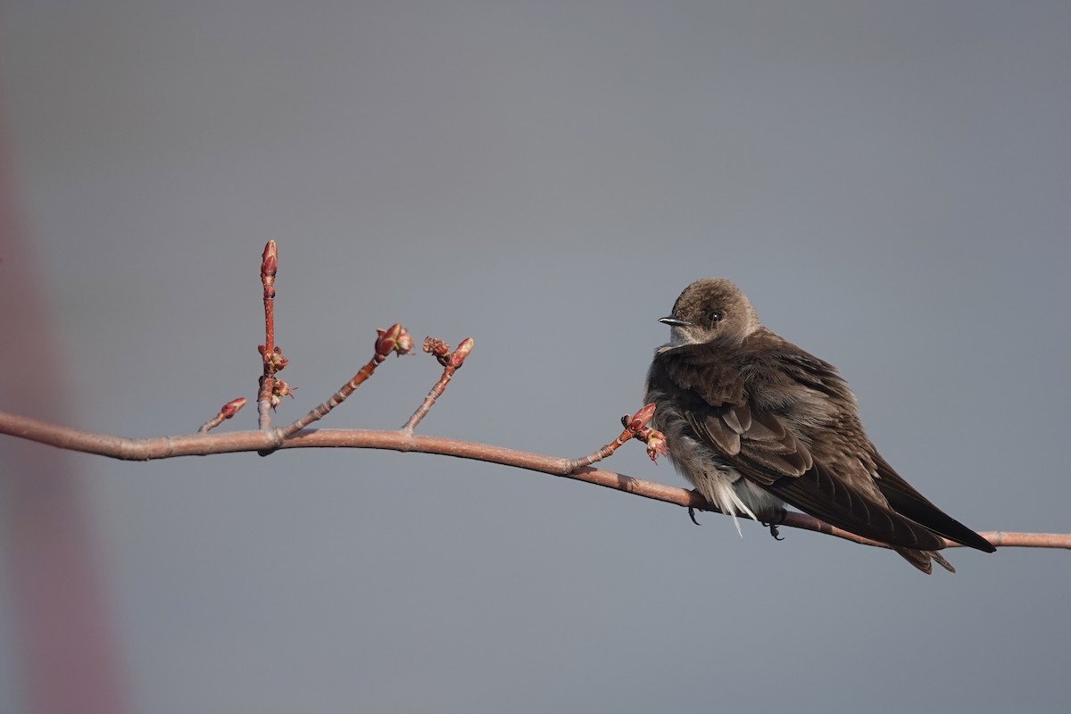 Northern Rough-winged Swallow - David Servos