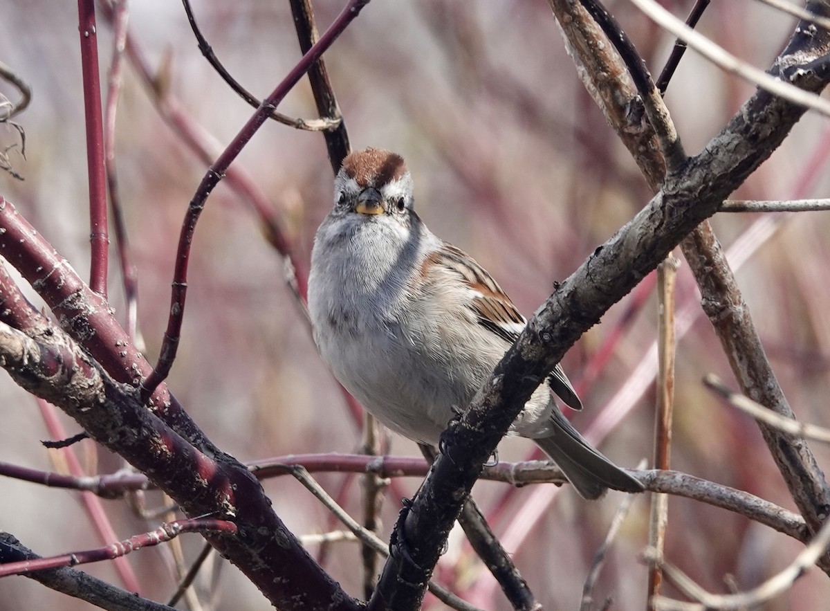 American Tree Sparrow - ML561721951