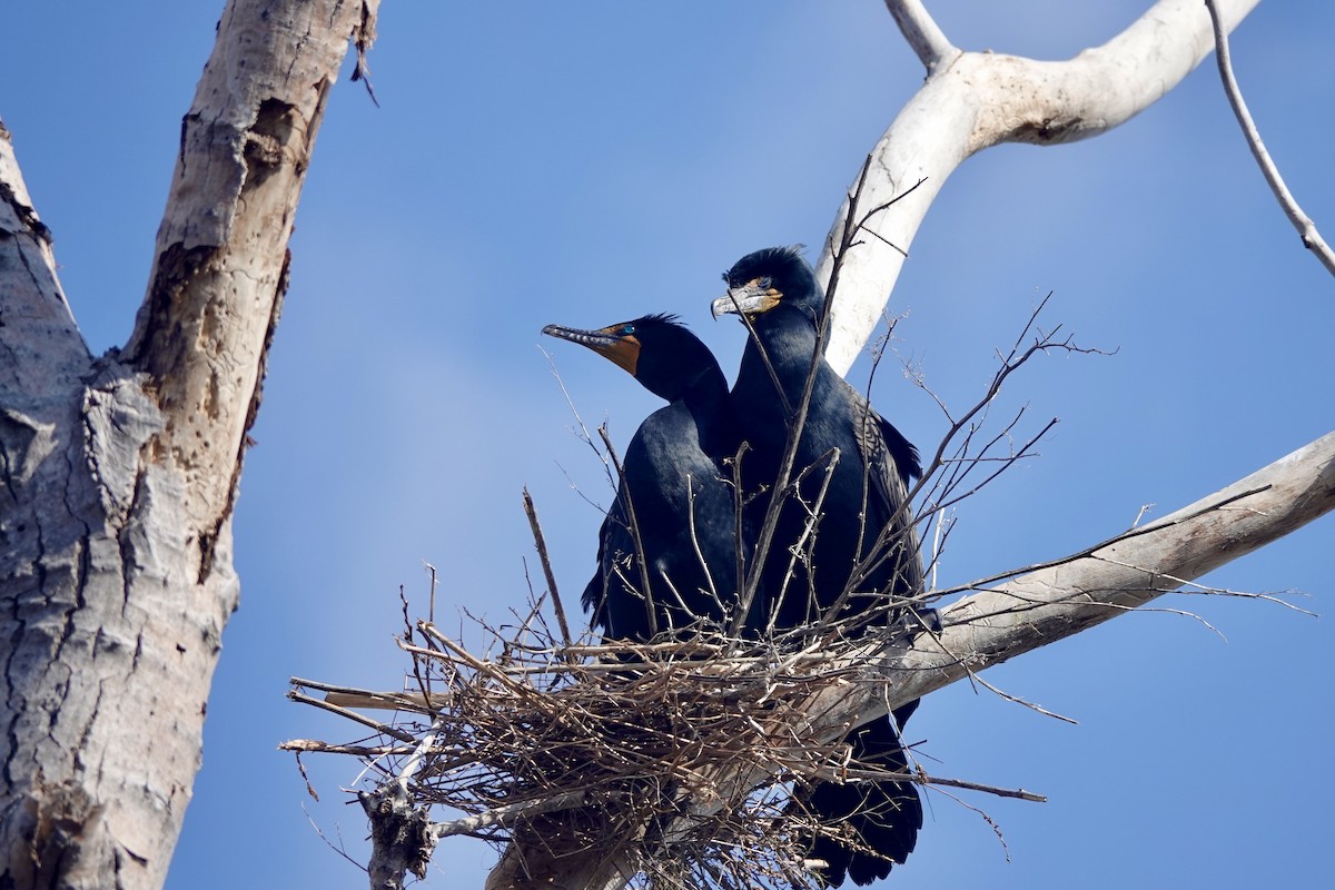 Cormoran à aigrettes - ML561722821