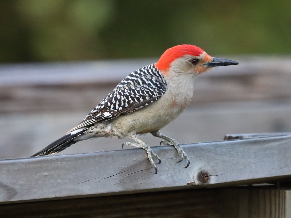 Red-bellied Woodpecker - ML561723161