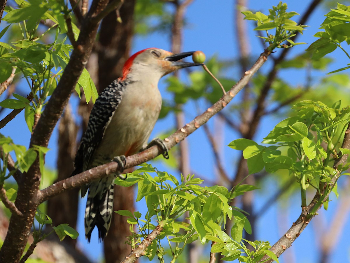 Red-bellied Woodpecker - ML561723191