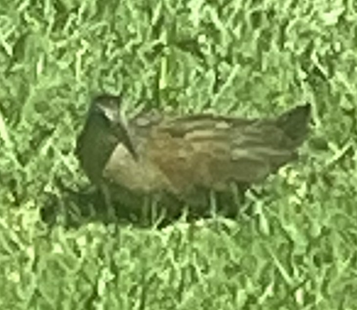 Virginia Rail - Stephane Perreault