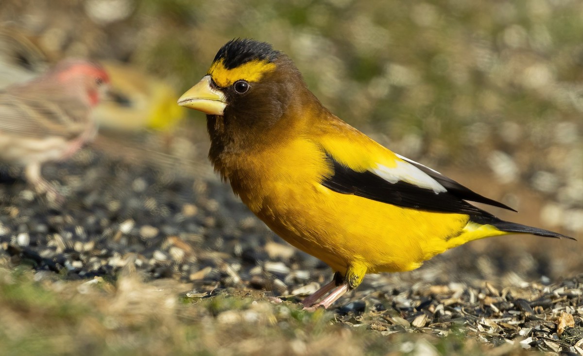 Evening Grosbeak - ML561725421