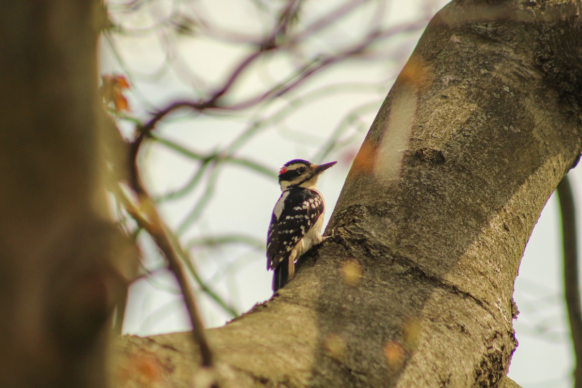 Hairy Woodpecker - Daniel McNamara