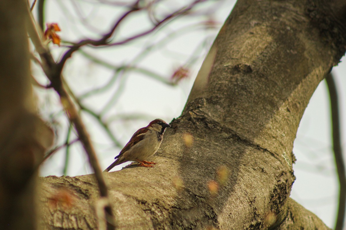 House Sparrow - ML561725571