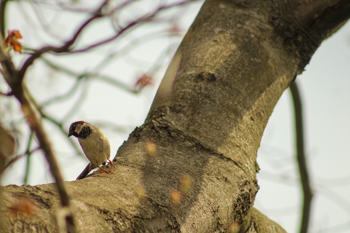 House Sparrow - ML561725611