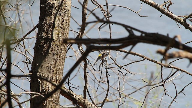 Yellow-rumped Warbler - ML561726461