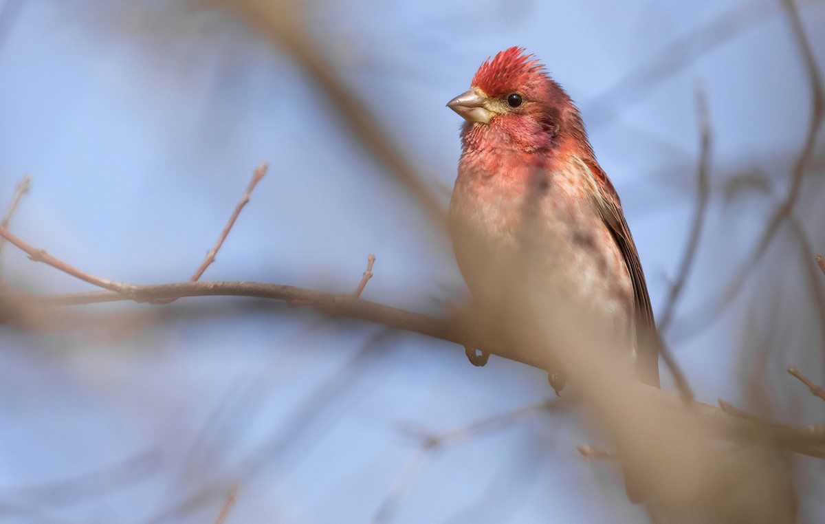 Purple Finch - ML561726661