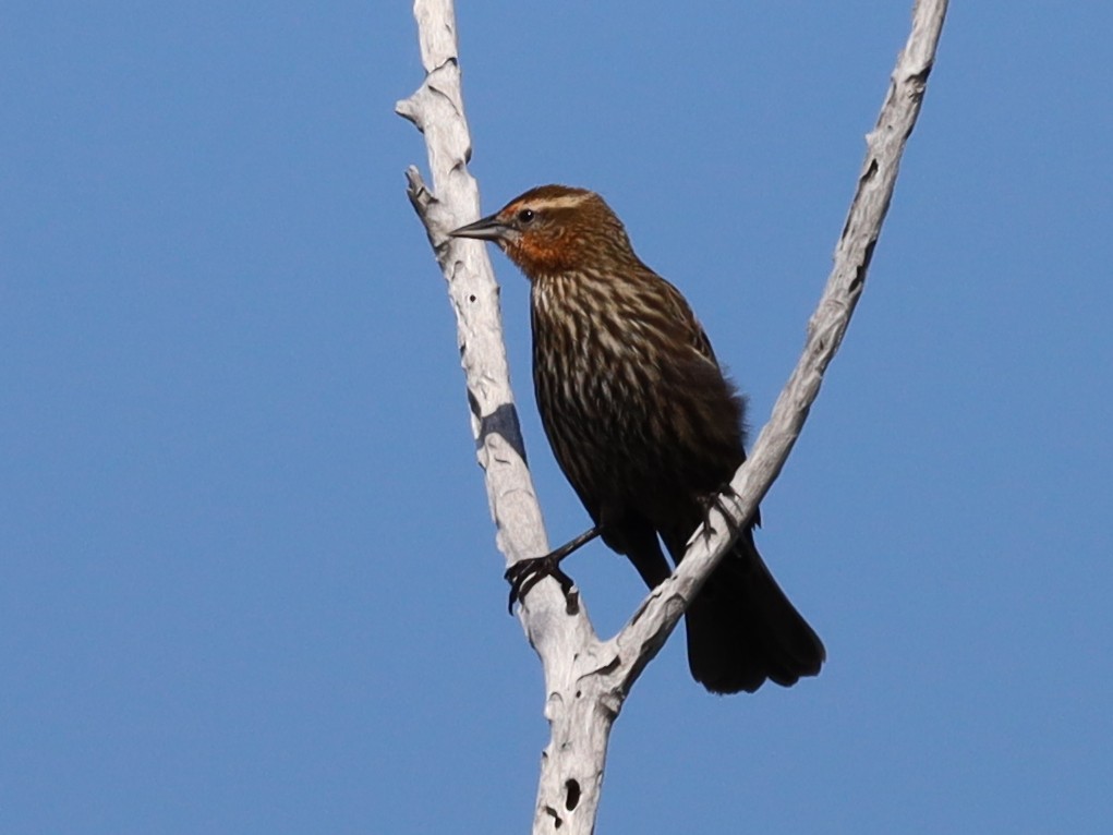 Red-winged Blackbird - ML561726881