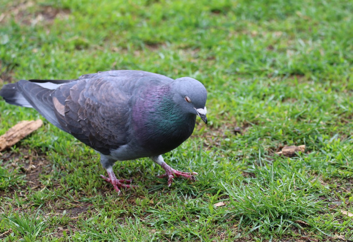 Rock Pigeon (Feral Pigeon) - Robert Pettigrew