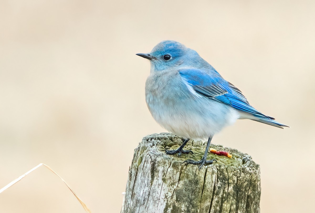 Mountain Bluebird - ML561727881