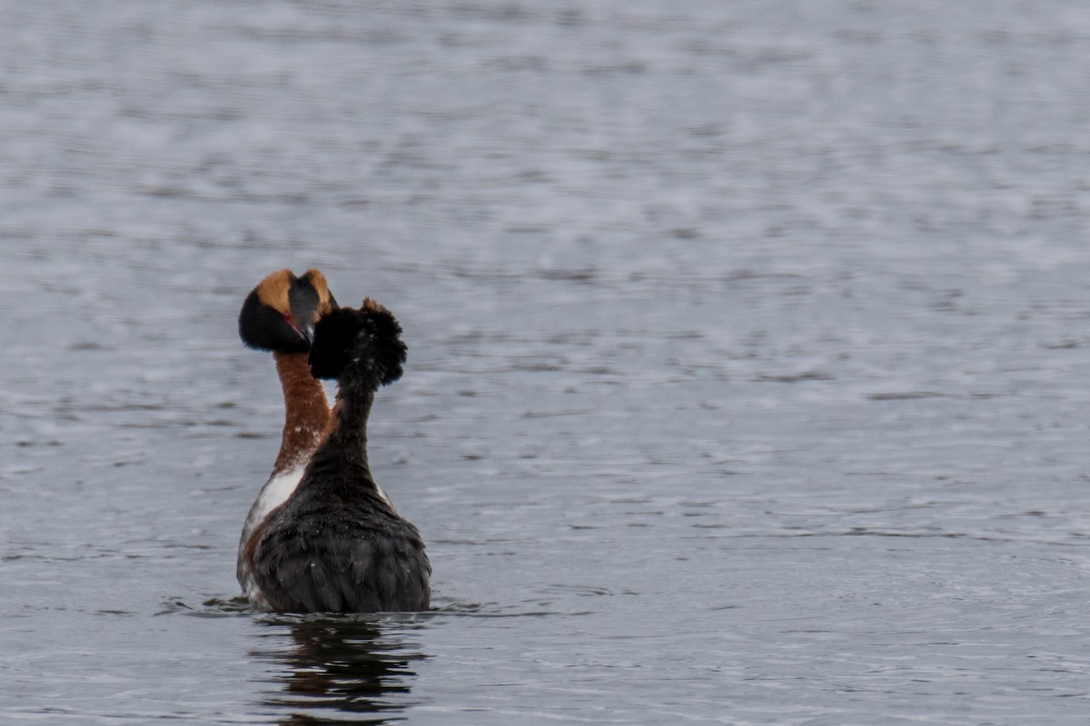 Horned Grebe - ML561729831