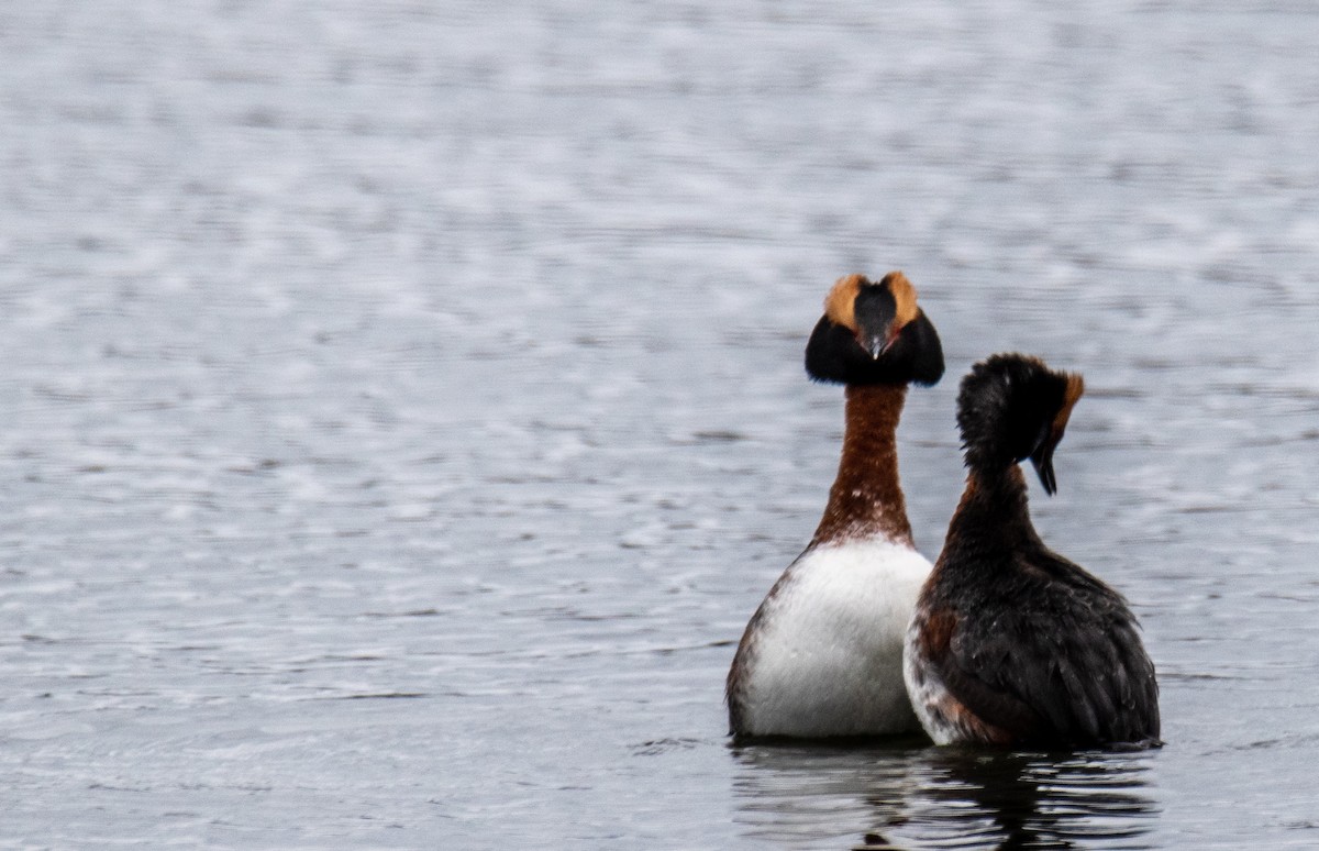 Horned Grebe - ML561729851