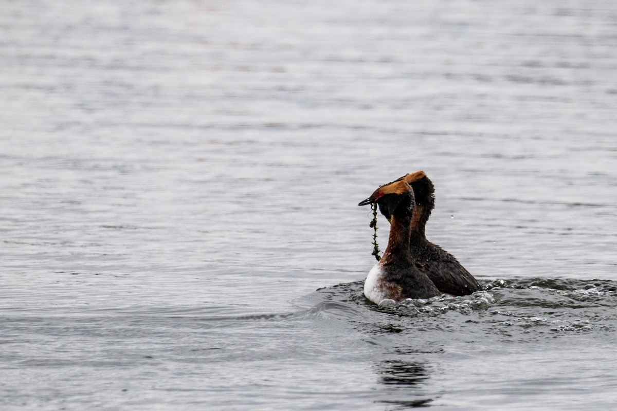 Horned Grebe - ML561729861