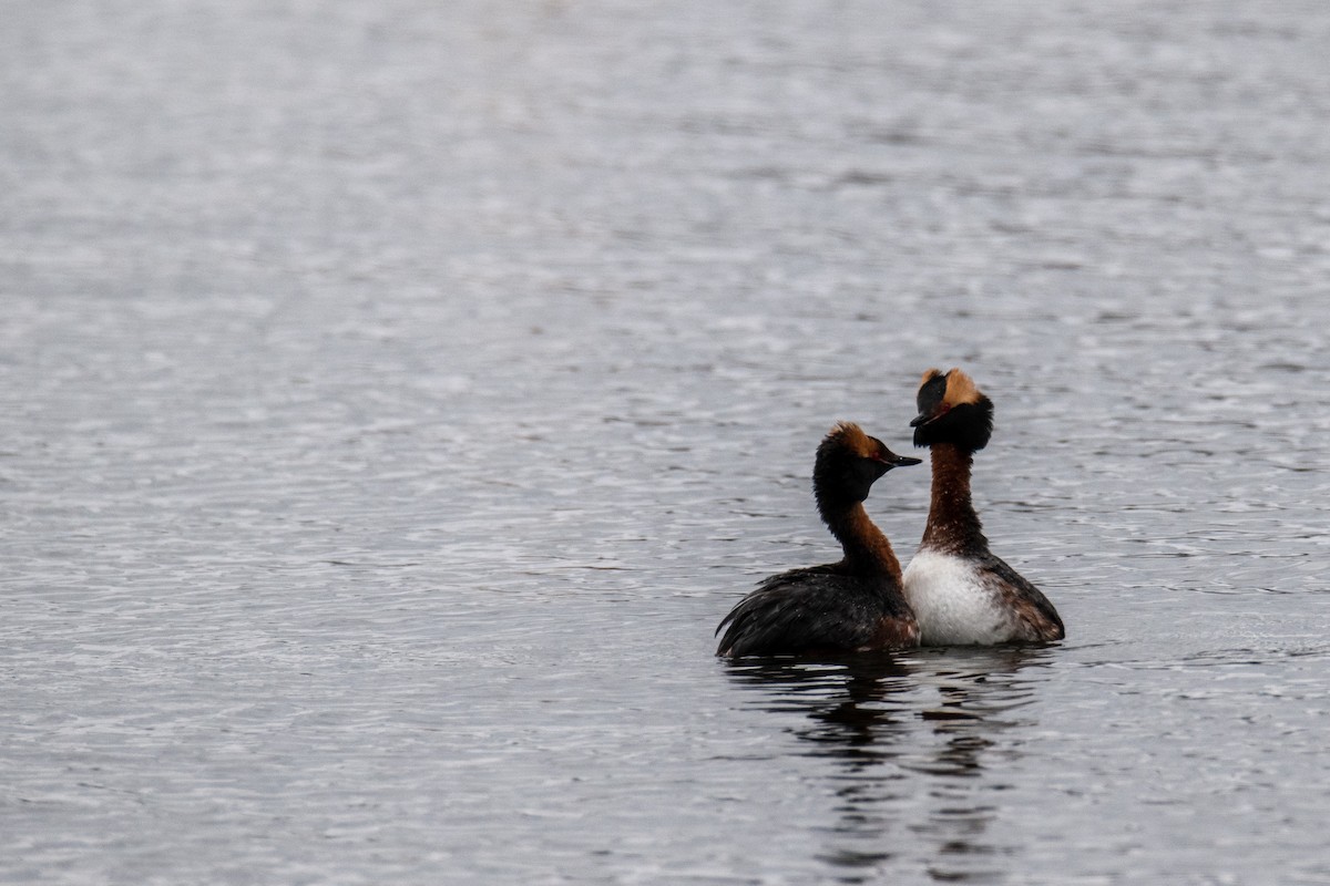 Horned Grebe - ML561729901