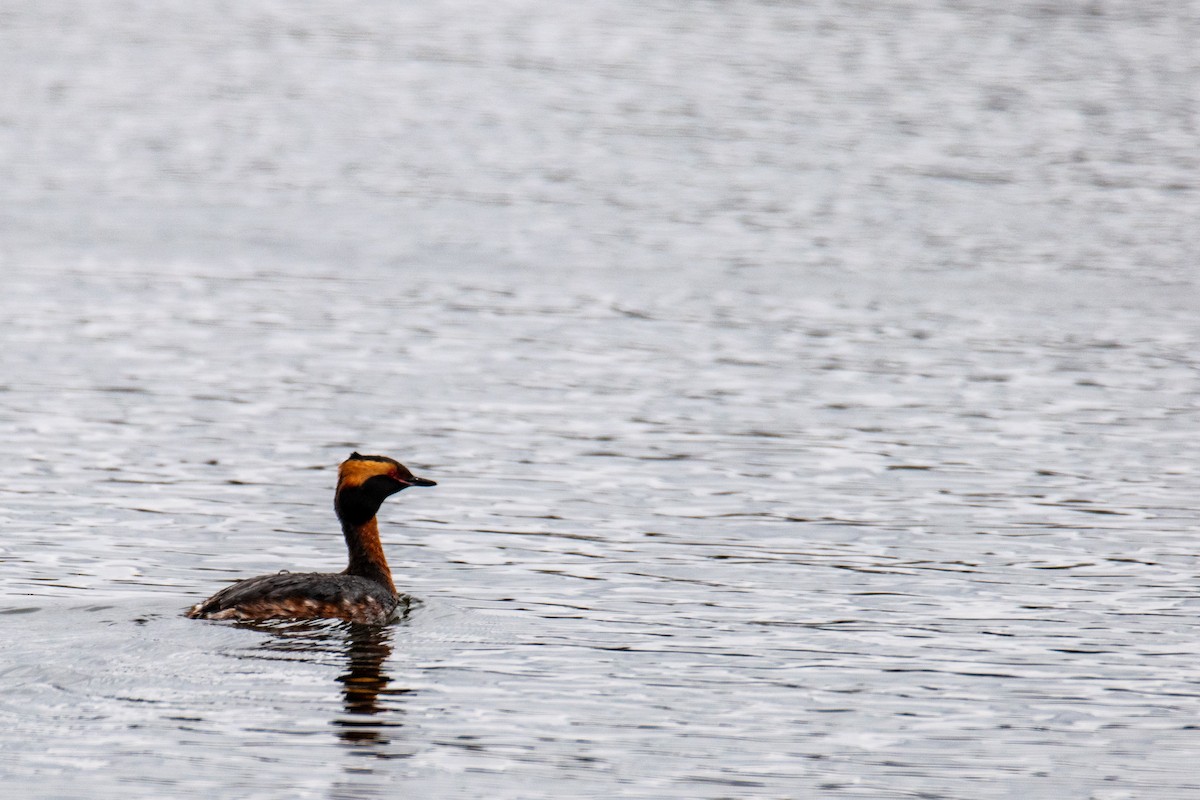 Horned Grebe - ML561729911