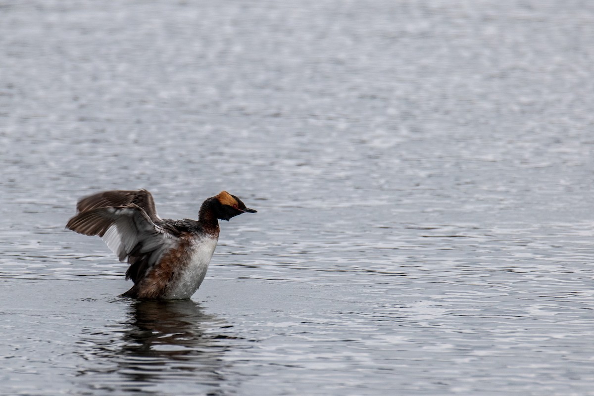 Horned Grebe - ML561729921