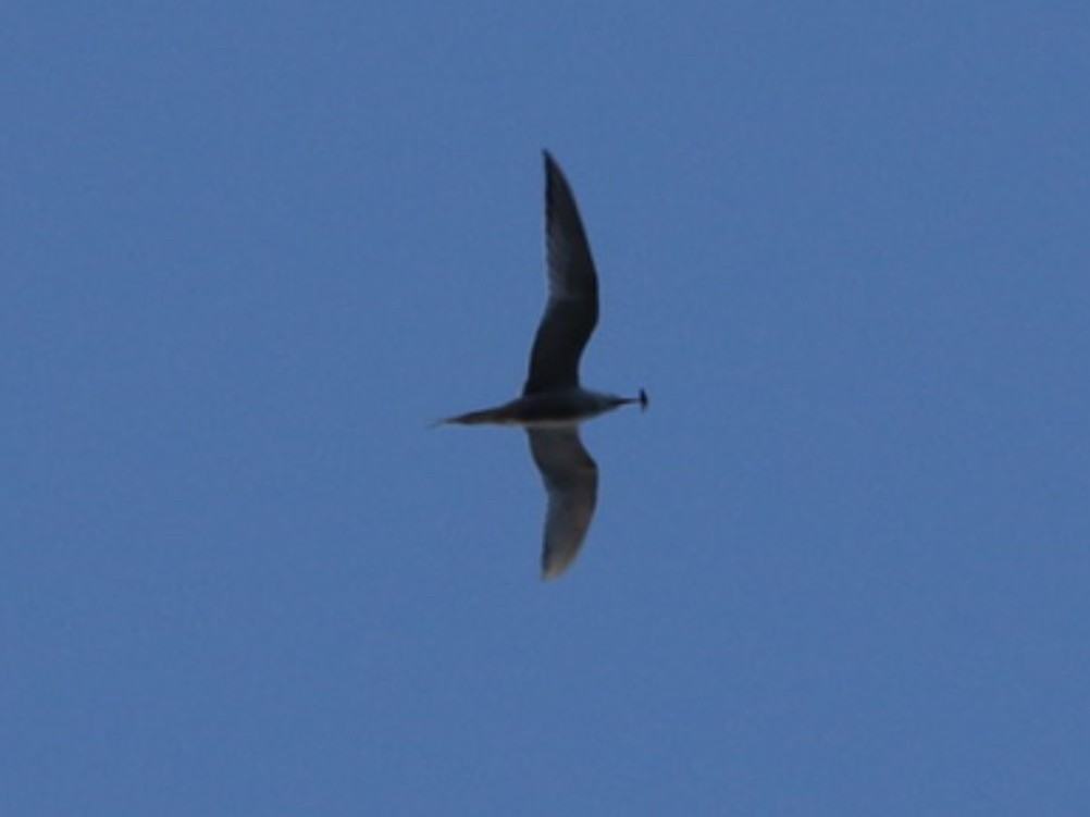 Common Tern - Robert Pettigrew