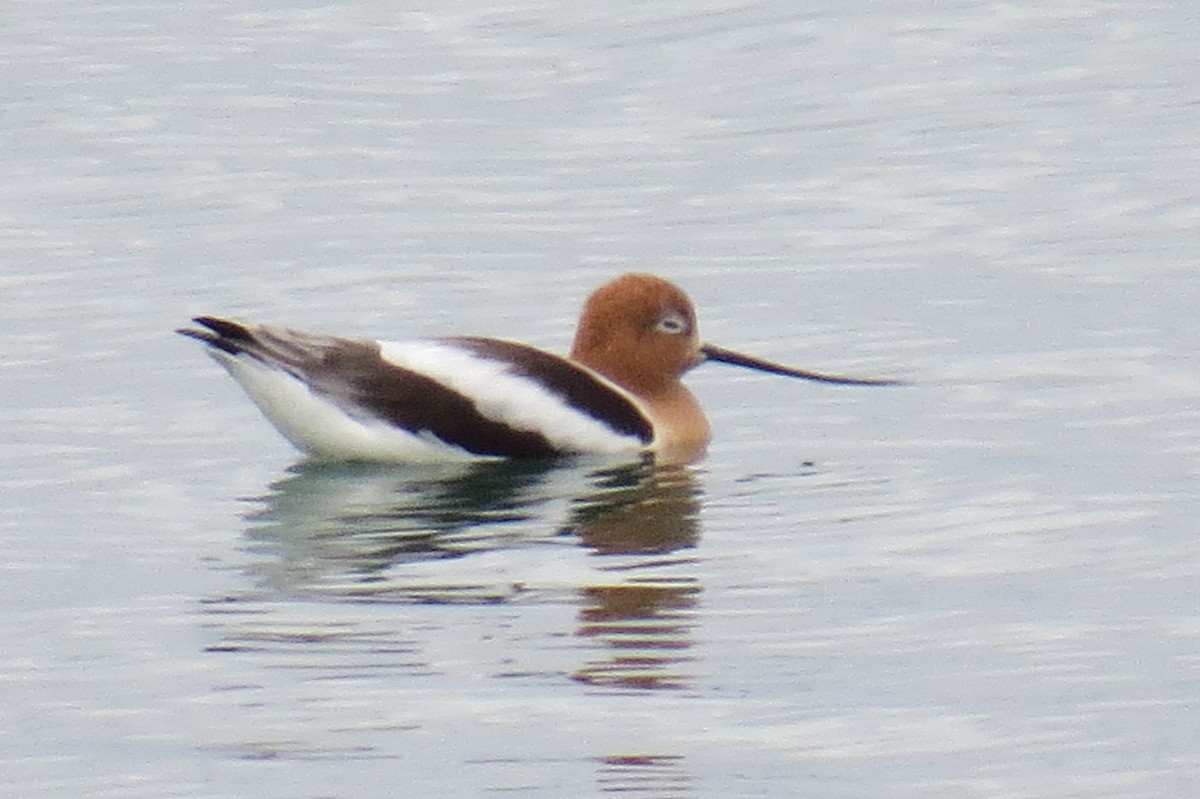 Avocette d'Amérique - ML561730641