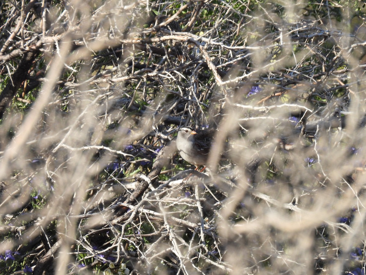 White-crowned Sparrow - ML561732151