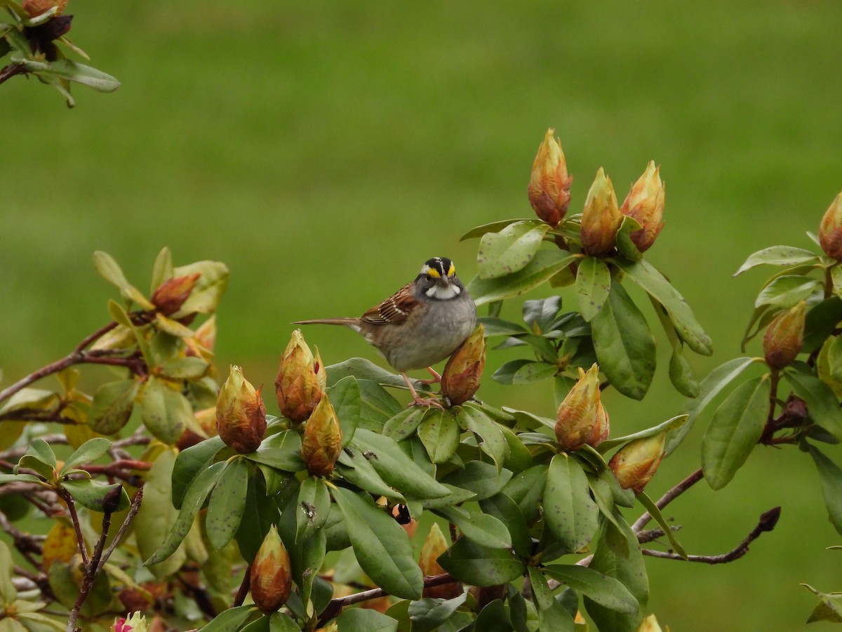 White-throated Sparrow - ML561733701