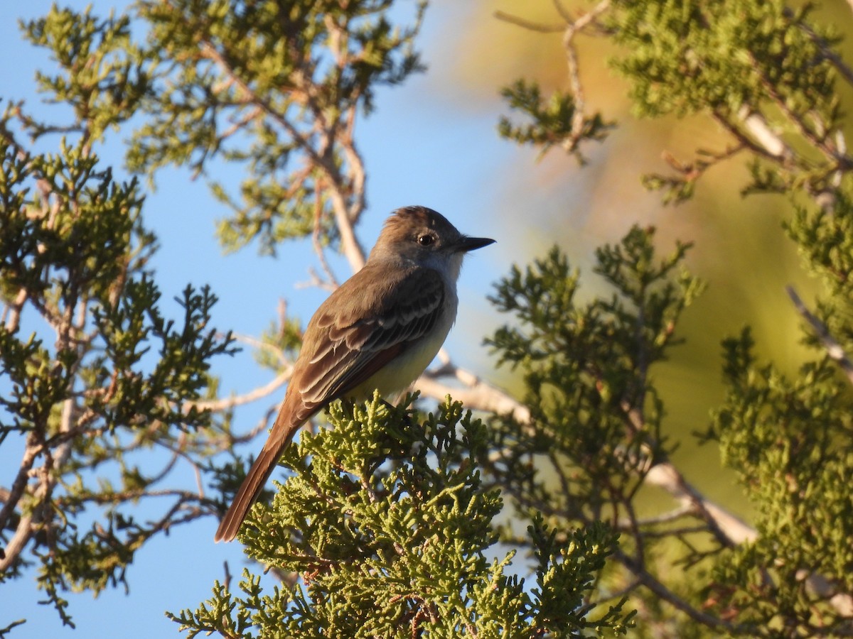 Ash-throated Flycatcher - ML561733961