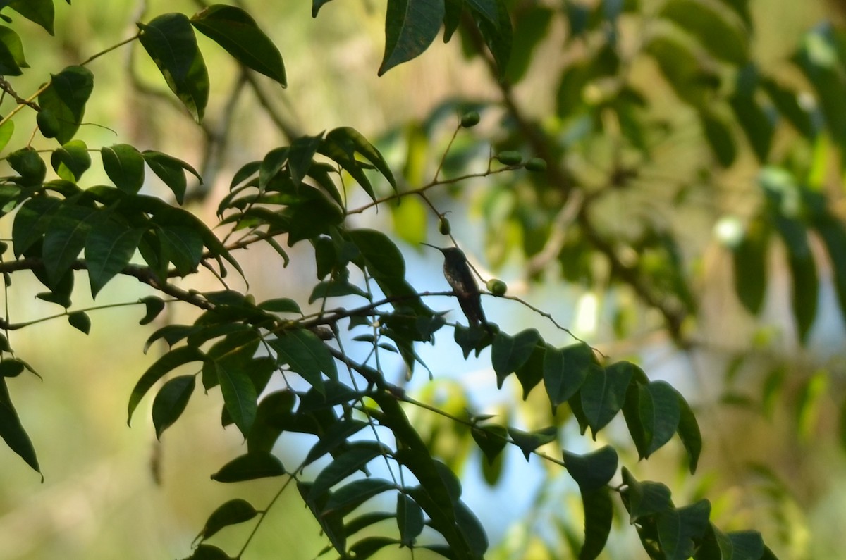 Plain-bellied Emerald - ML561734451