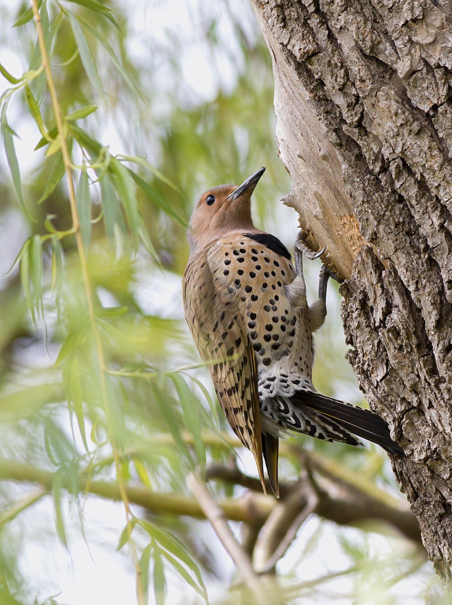 Northern Flicker - ML561734551