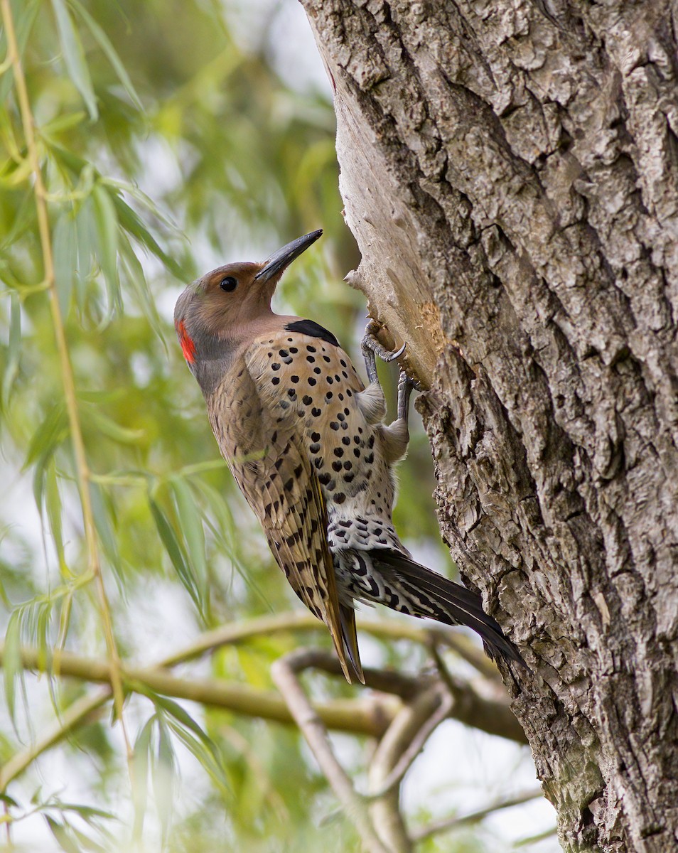 Northern Flicker - ML561734741