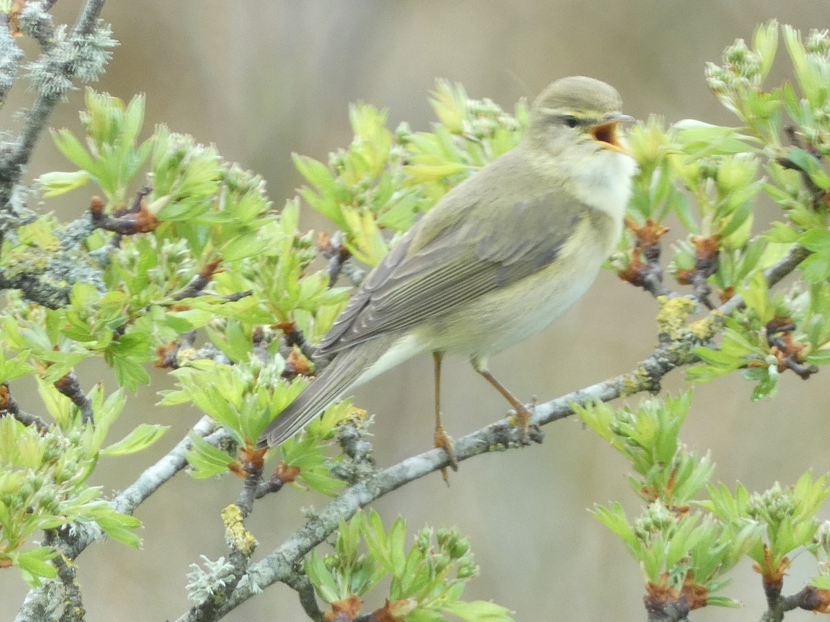 Willow Warbler - ML561735041