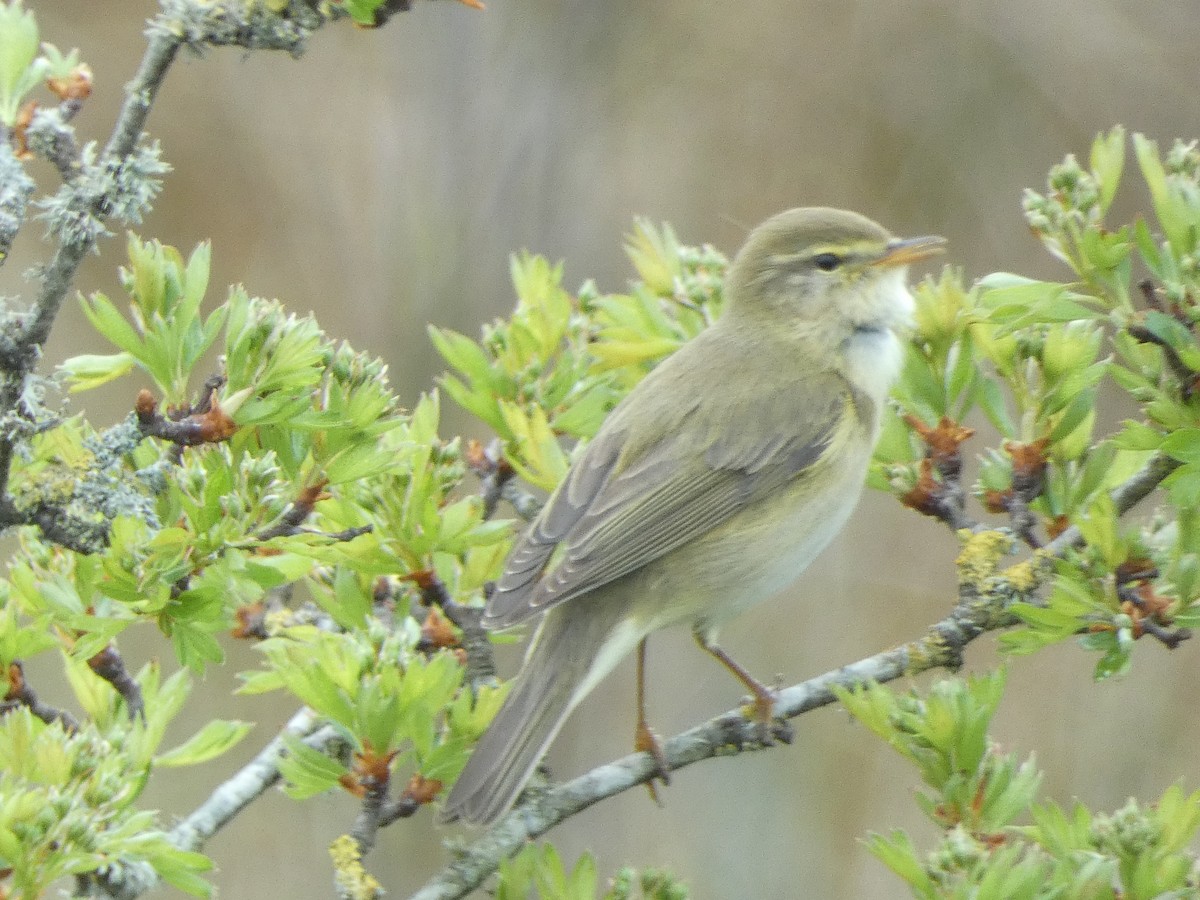 Willow Warbler - ML561735061