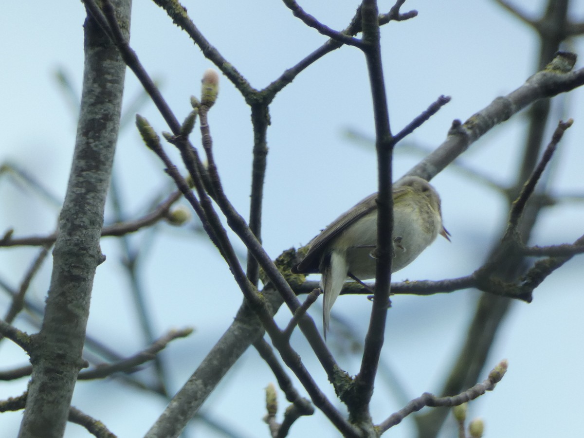 Common Chiffchaff - ML561735281