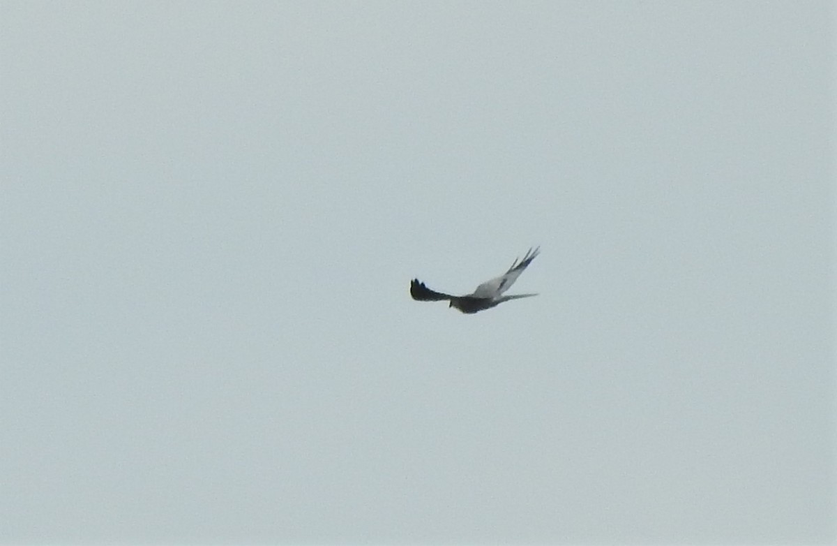 Montagu's Harrier - Miloslav Mišík