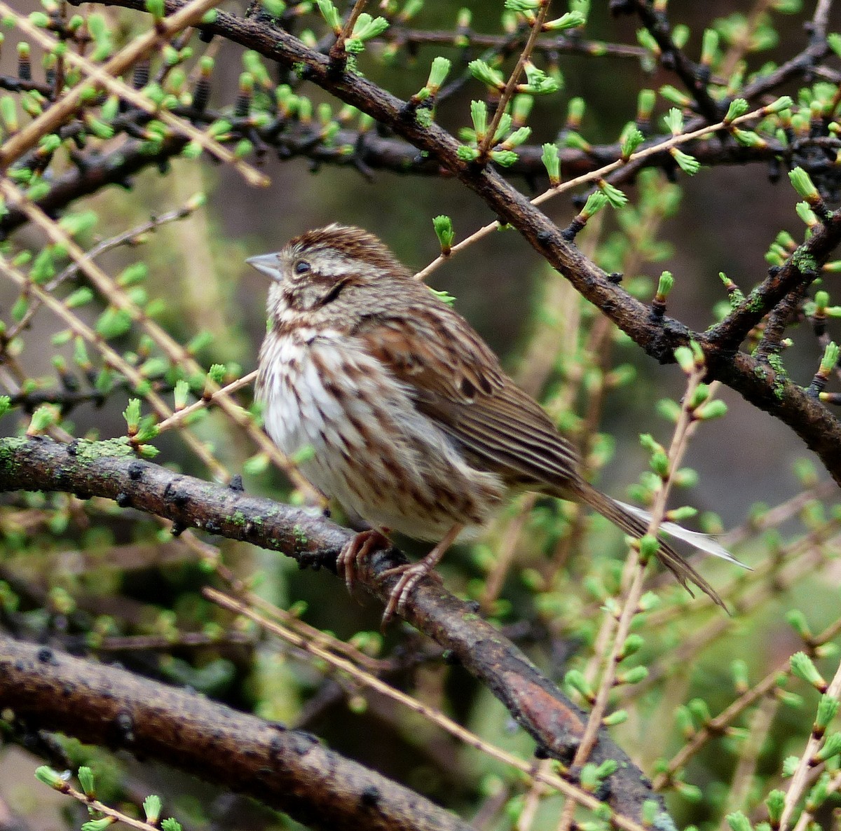 Song Sparrow - ML561735421
