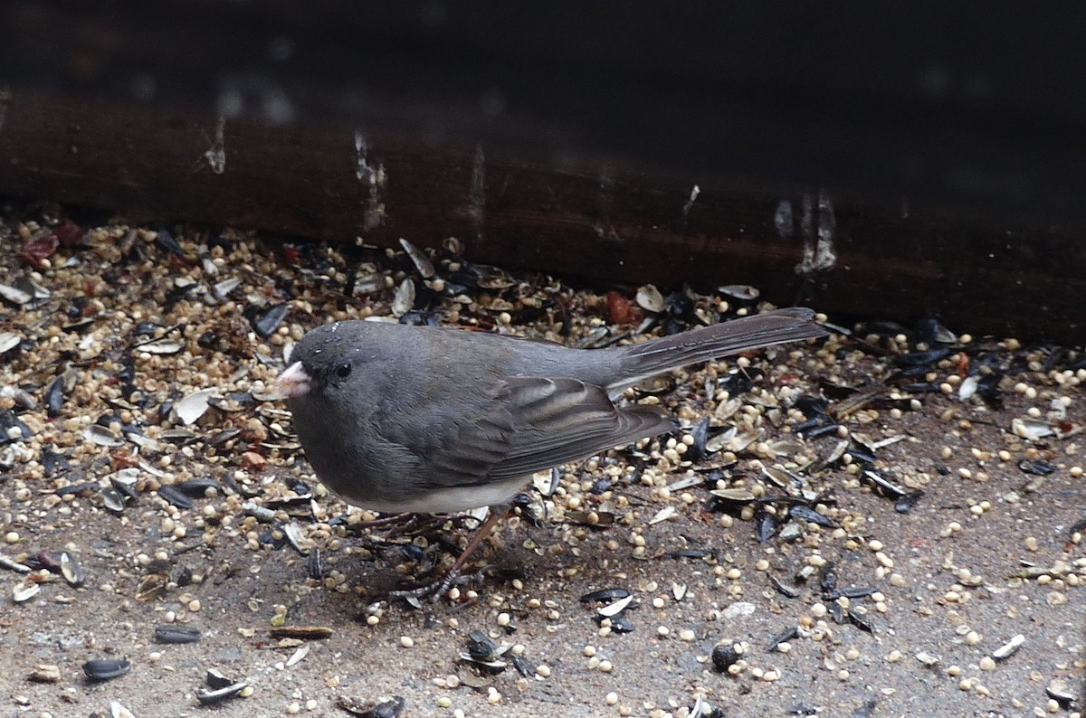 Dark-eyed Junco - Georges Lachaîne