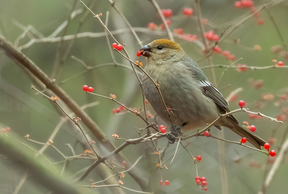 Pine Grosbeak - ML561736991