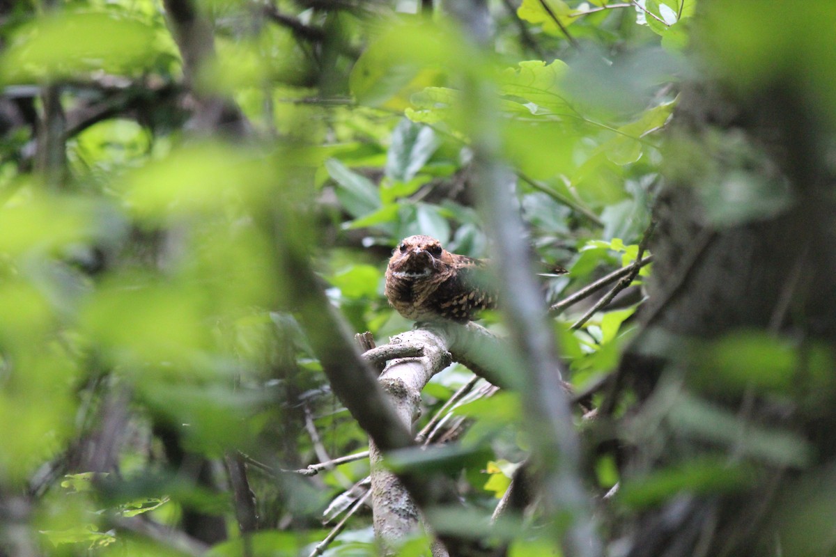 Scrub Nightjar - ML56173721