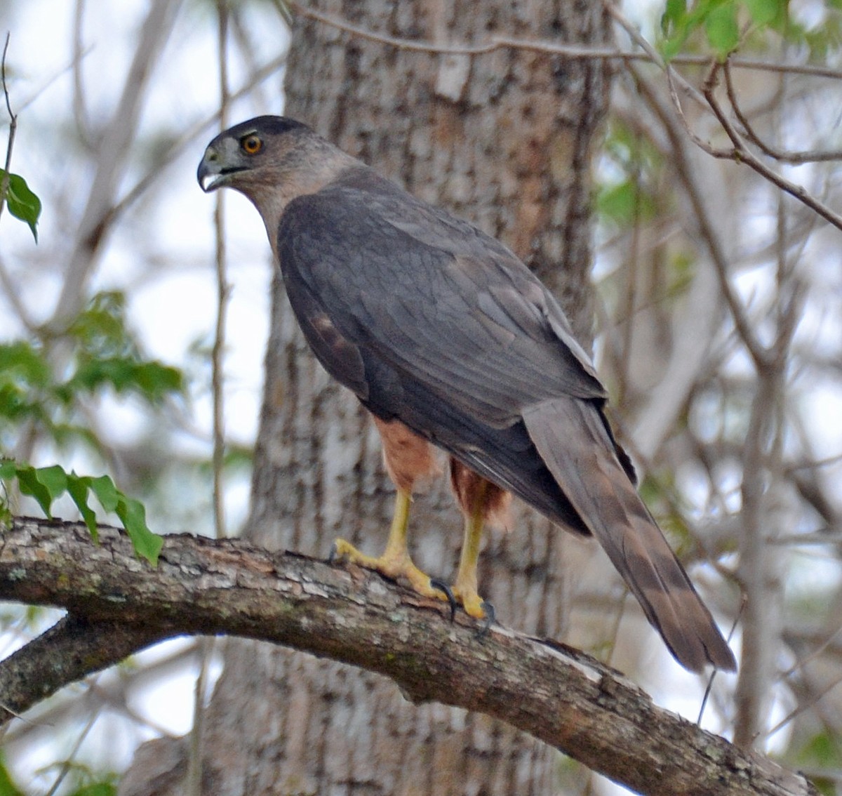 Gundlach's Hawk - Michael J Good
