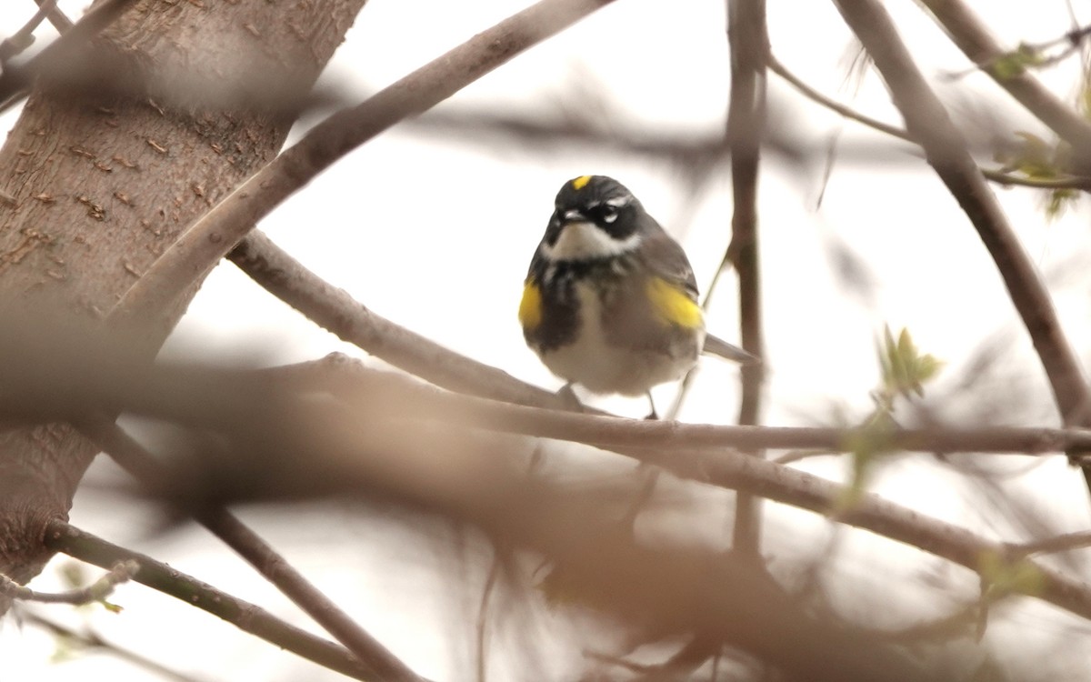 Yellow-rumped Warbler - ML561738831