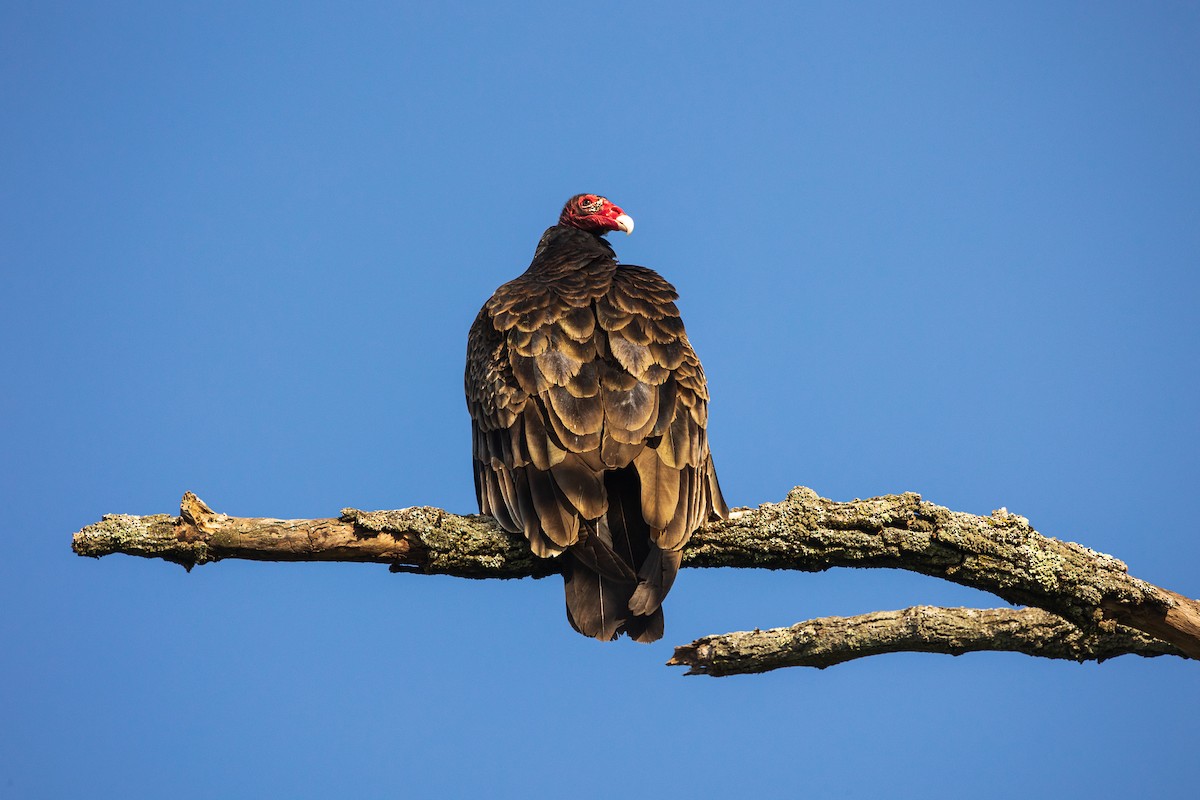 Turkey Vulture - Leena McCluney