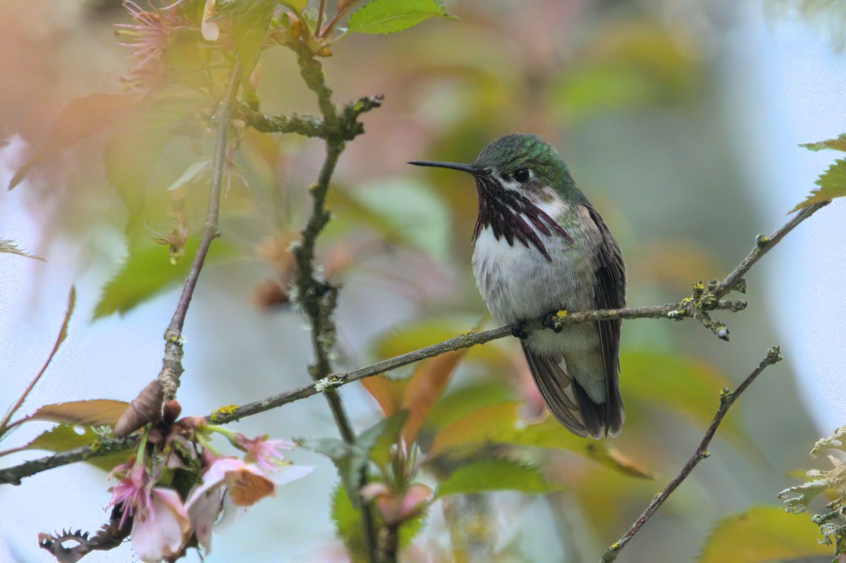 Calliope Hummingbird - ML561740161