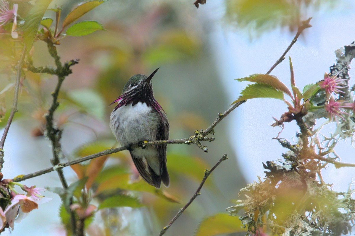 Calliope Hummingbird - ML561740211