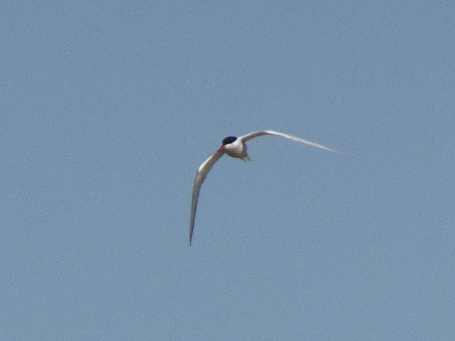 Эгэл хараалай - ML56174081