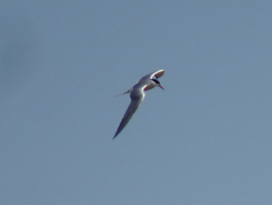 Эгэл хараалай - ML56174091