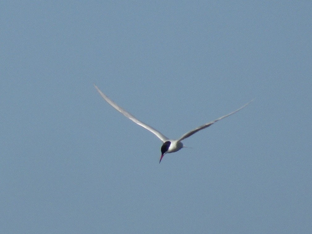 Эгэл хараалай - ML56174101