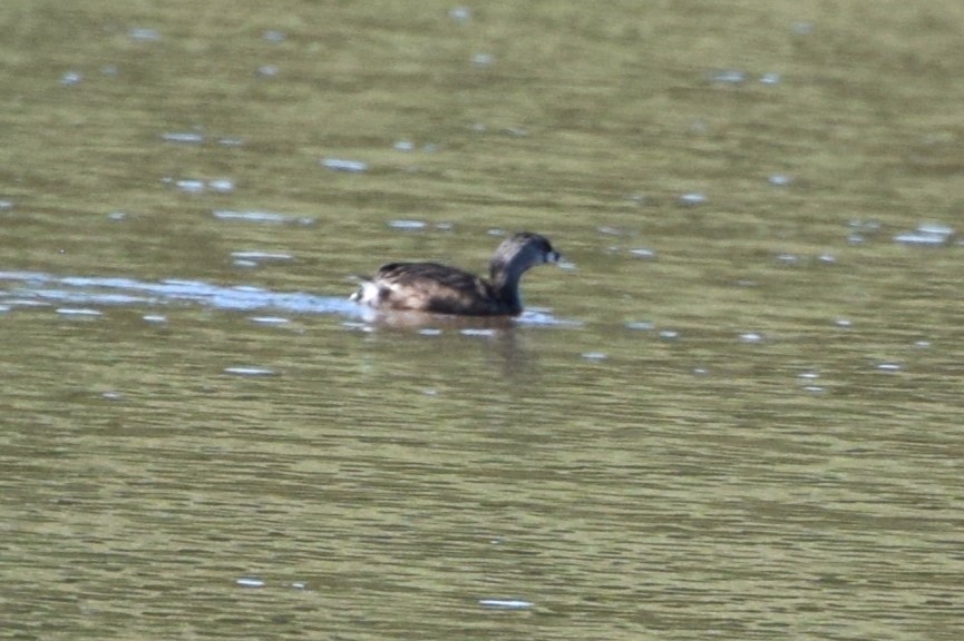 Pied-billed Grebe - ML561741131