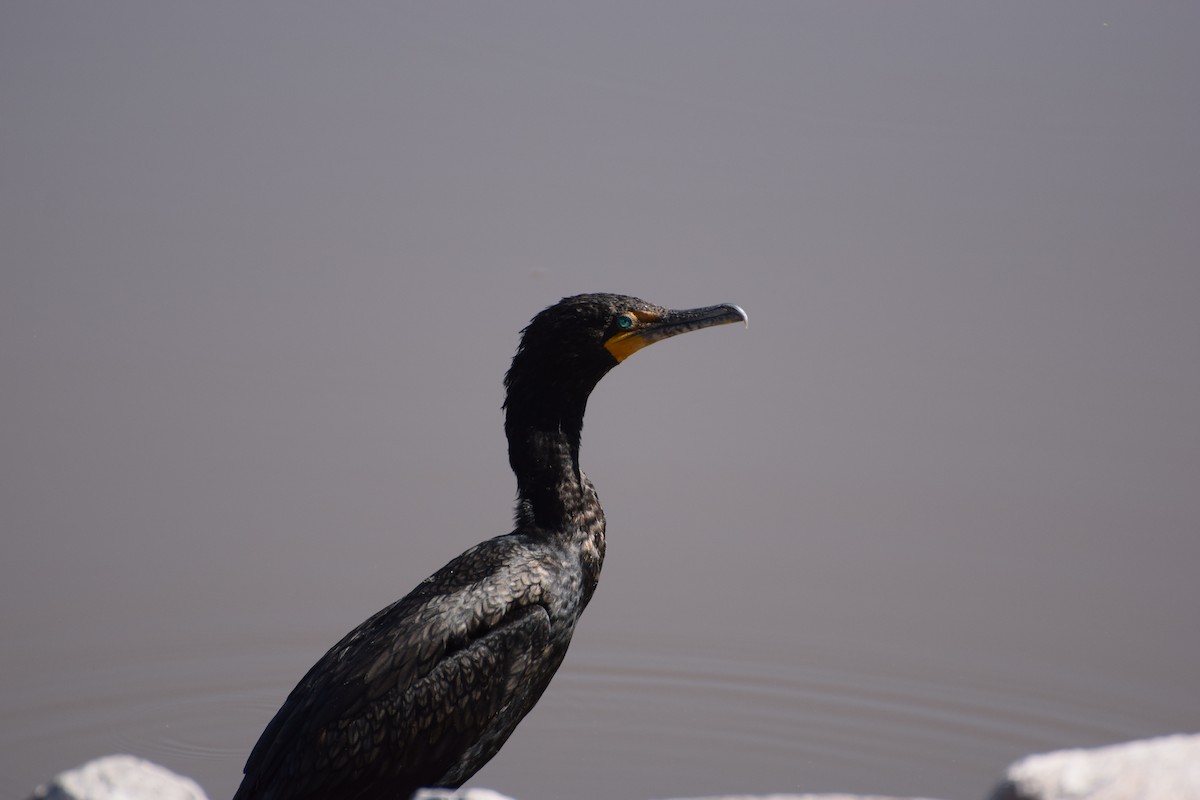 Cormoran à aigrettes - ML561741471