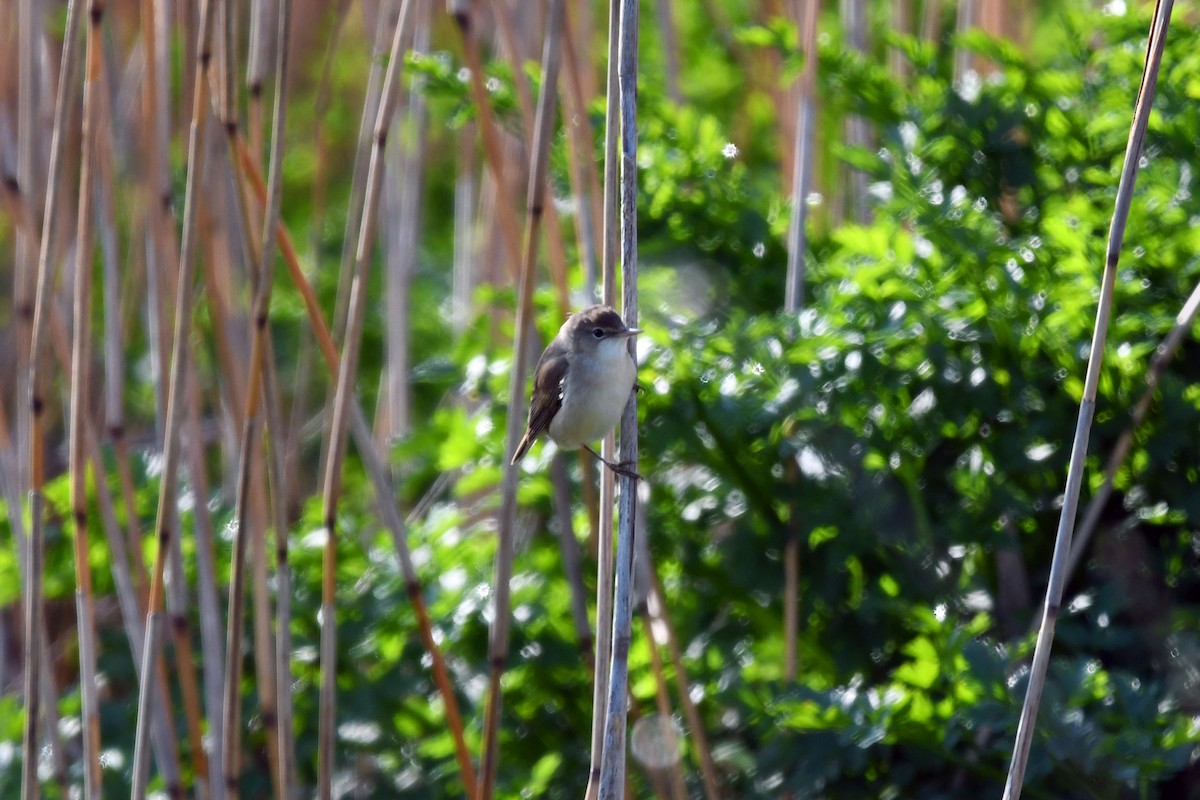 Common Reed Warbler - ML561741481