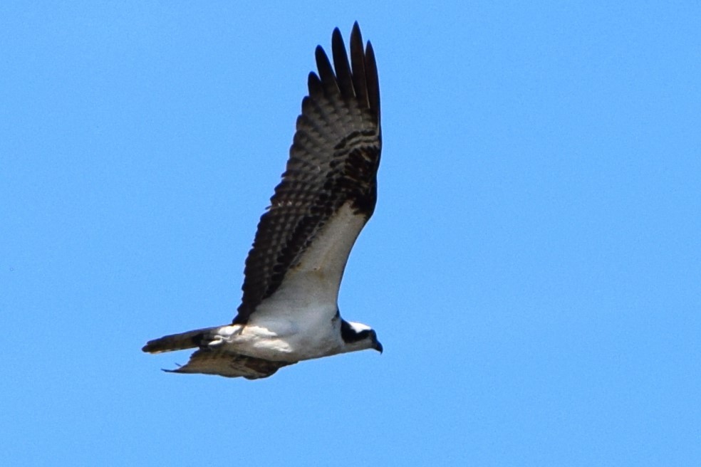 Osprey - ML561741801