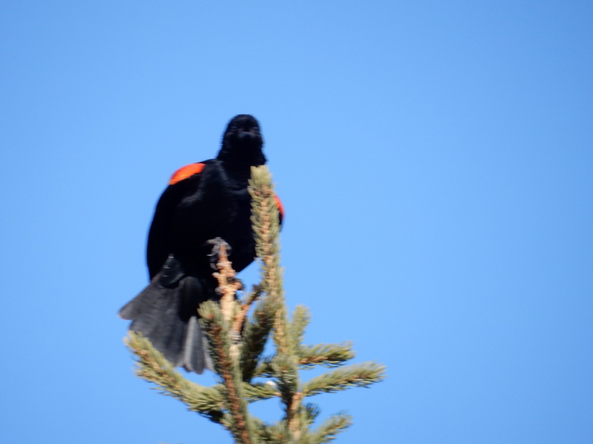 Red-winged Blackbird - Darlene Shymkiw